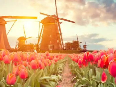 A Guide to Tulip Season in the Netherlands