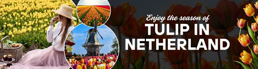 A Guide to Tulip Season in the Netherlands
