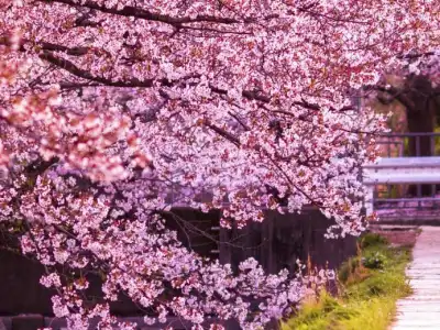 Best Places to See Cherry Blossoms in Japan