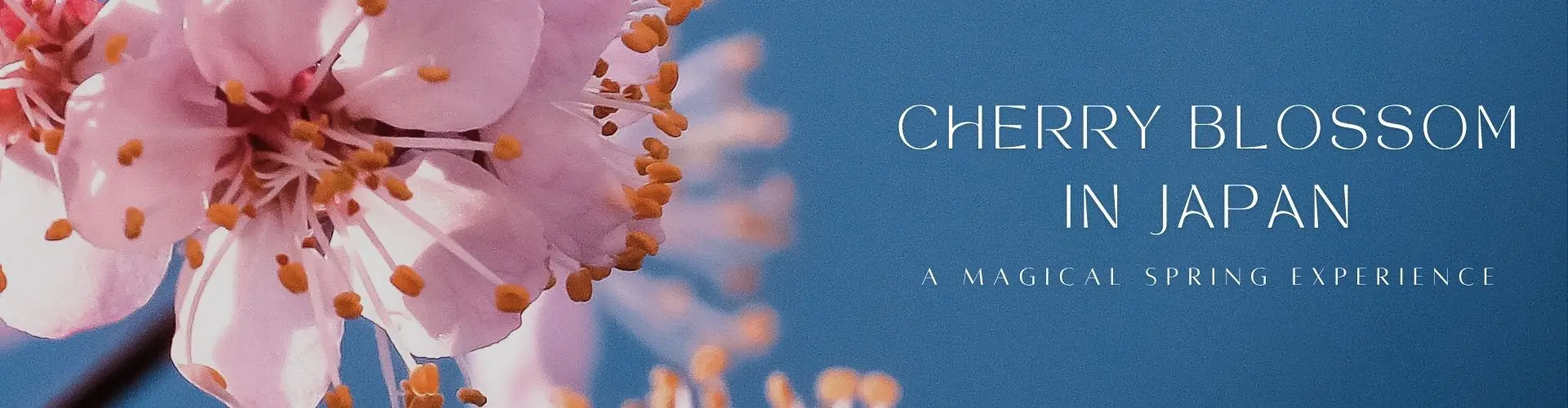 Cherry Blossom in Japan