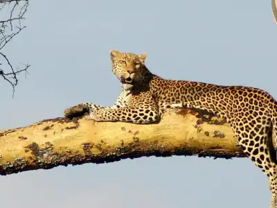 Unveil Tanzania Where Adventure Meets Paradise