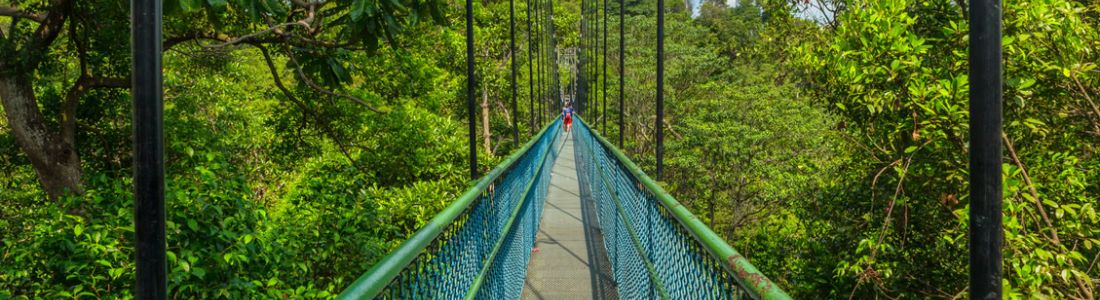  MacRitchie Reservoir