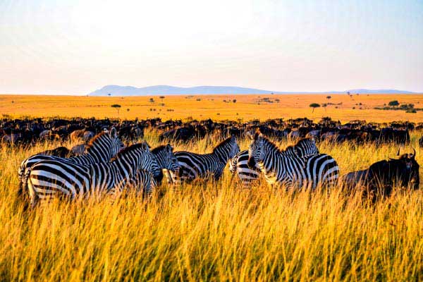 Tanzania Safari Tour Package