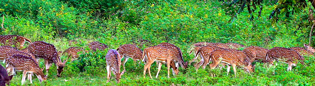 Bandipur