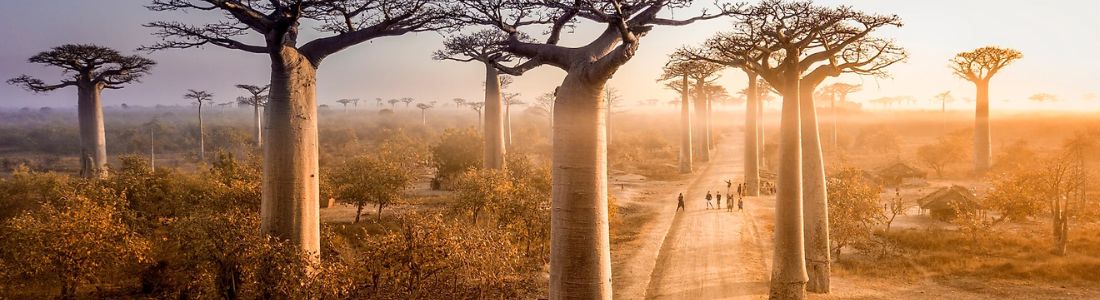 Baobab Alley