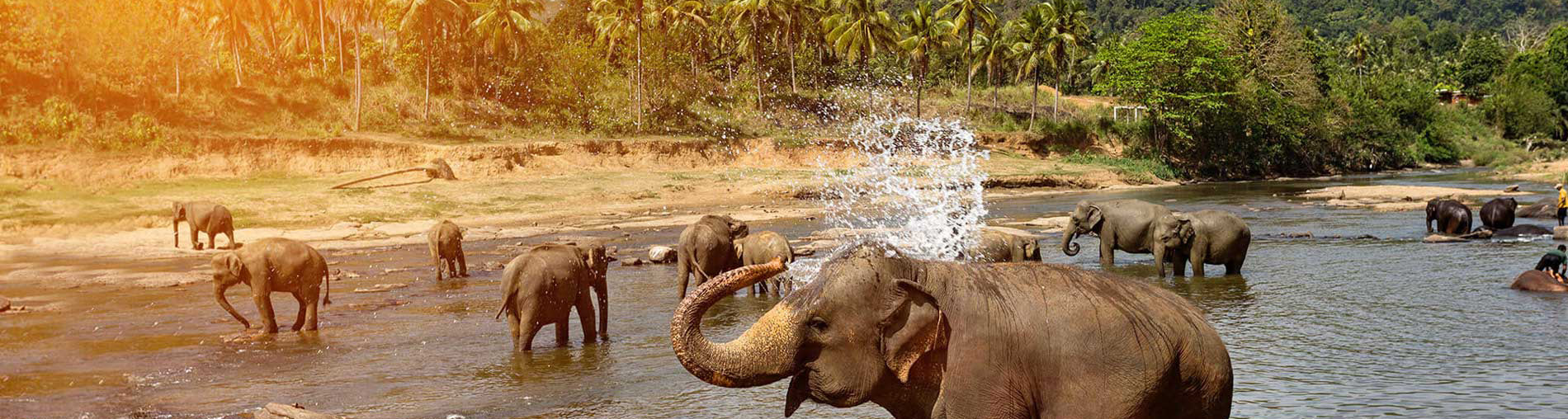 Sri Lanka Holiday Tour Packages From India