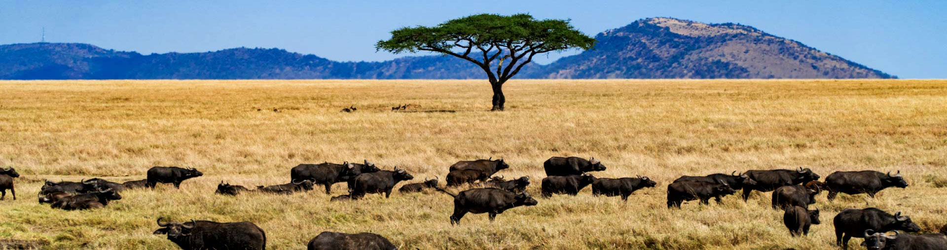 Tanzania Safari Tour Package From India