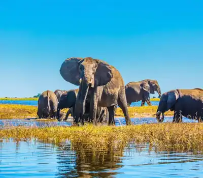 Budget Tour Packages Botswana From India