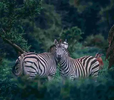 Botswana Tour Packages from India