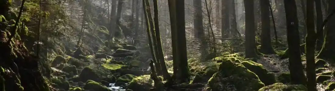 Discover the Black Forest