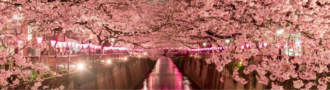 Discover the Cherry Blossoms (Sakura Season)