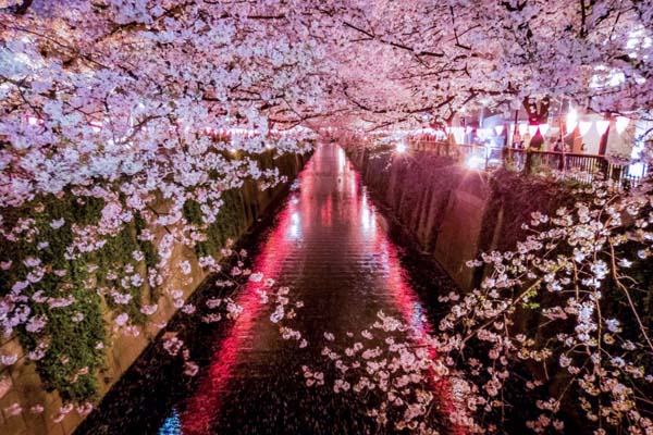 Cherry Blossom Tour