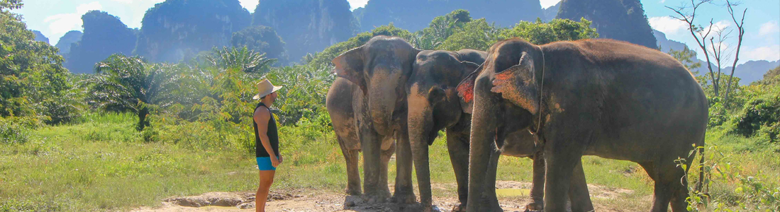 Go on an Elephant Sanctuary Visit