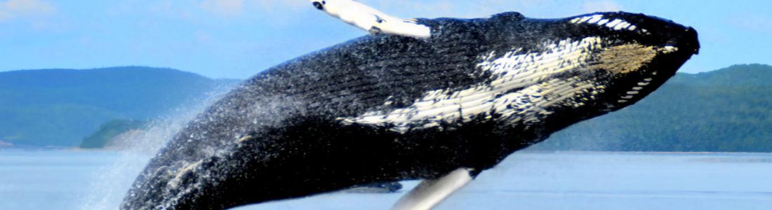 Go Whale Watching in Quebec