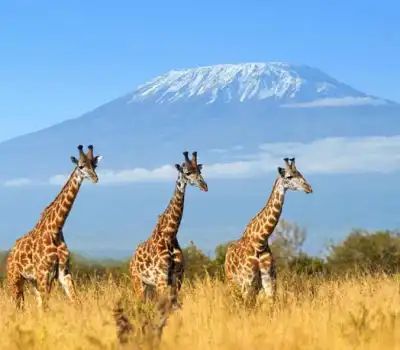 Luxury Tour Packages Kenya From India