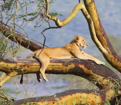 Visit Kenya from India via Trending Tour Packages