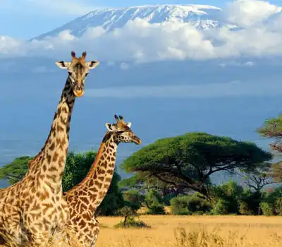 Kenya Tour Packages from India