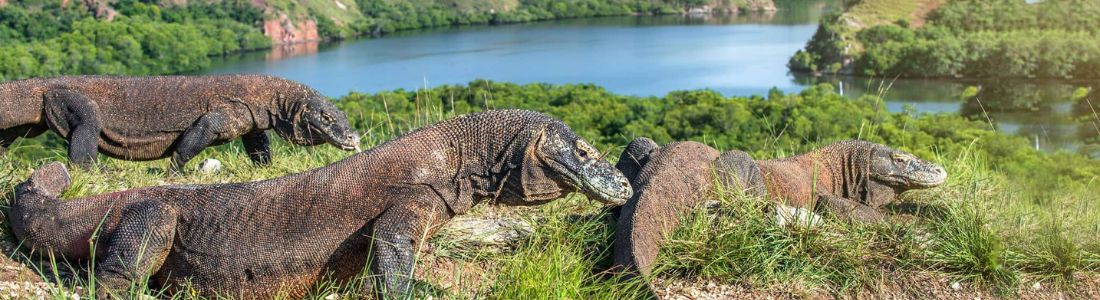 Komodo Island