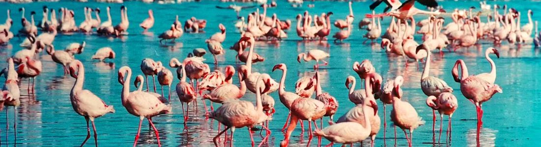 Lake Nakuru National Park