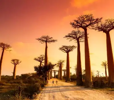 Family Tour Packages Madagascar From India