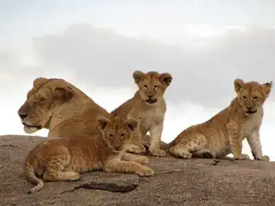 Driving in the footsteps of Tanzanian