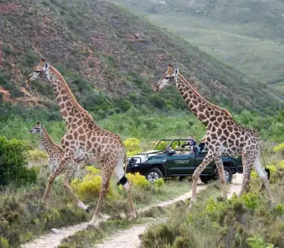 Budget Tour Packages South Africa From India