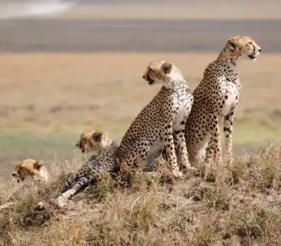 Tanzania Adventure Tour Packages from India