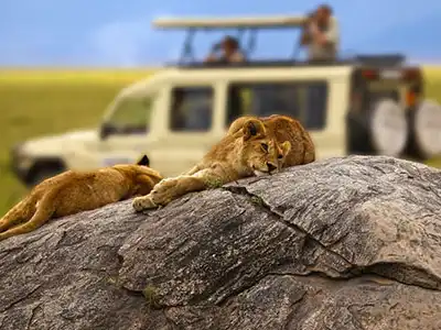 Tanzania Safari Tour Package
