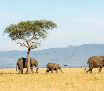 Visit Tanzania from India via Trending Tour Packages