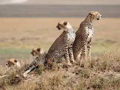 Tanzania Tour Package