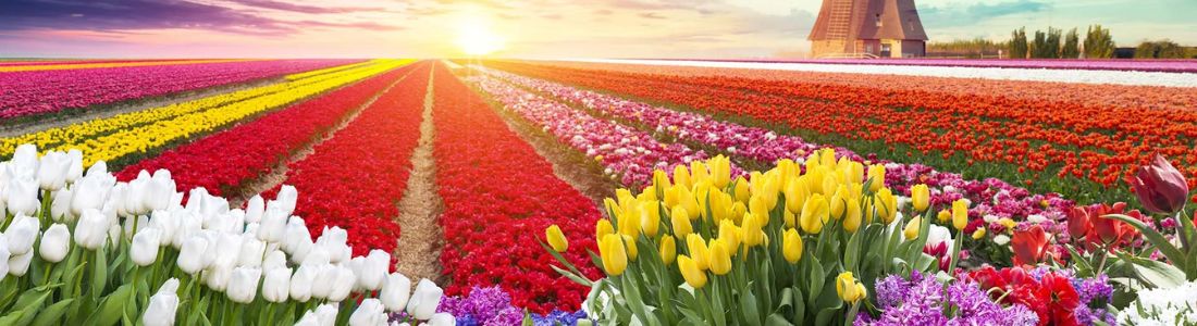 Visit Keukenhof Gardens