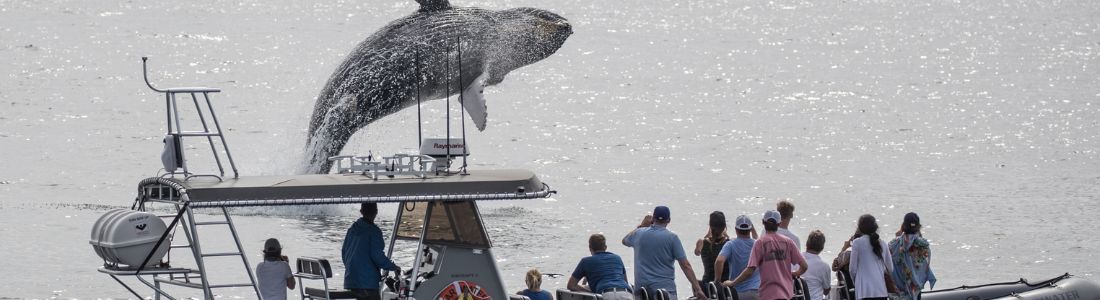 Whale Watching